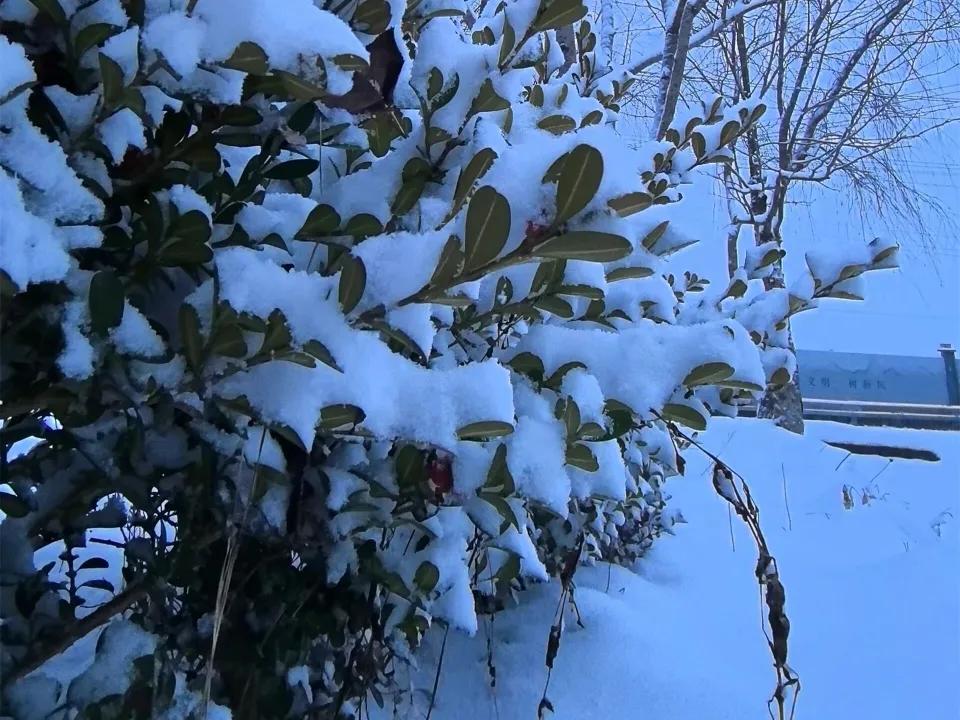 晒一张手机最美的雪景照漫天雪花悠然飘落，山河裹上素净白纱，枝头落满蓬松积雪，天地