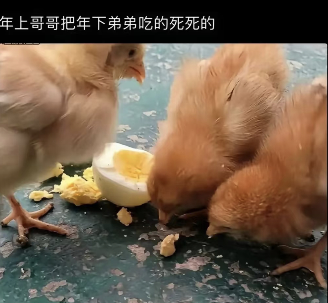 那…年上哥哥把年下弟弟吃了