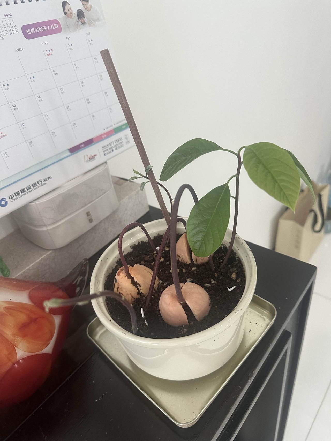 牛油果果核变身小树苗

日常早餐我很喜欢搭配牛油果，口感绵密营养丰富，是绝佳的健