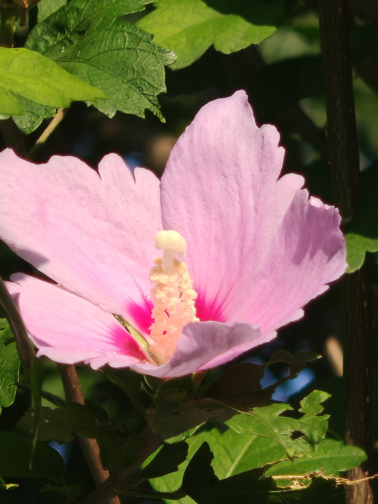 一朵漂亮的粉色花在绿叶中绽放。