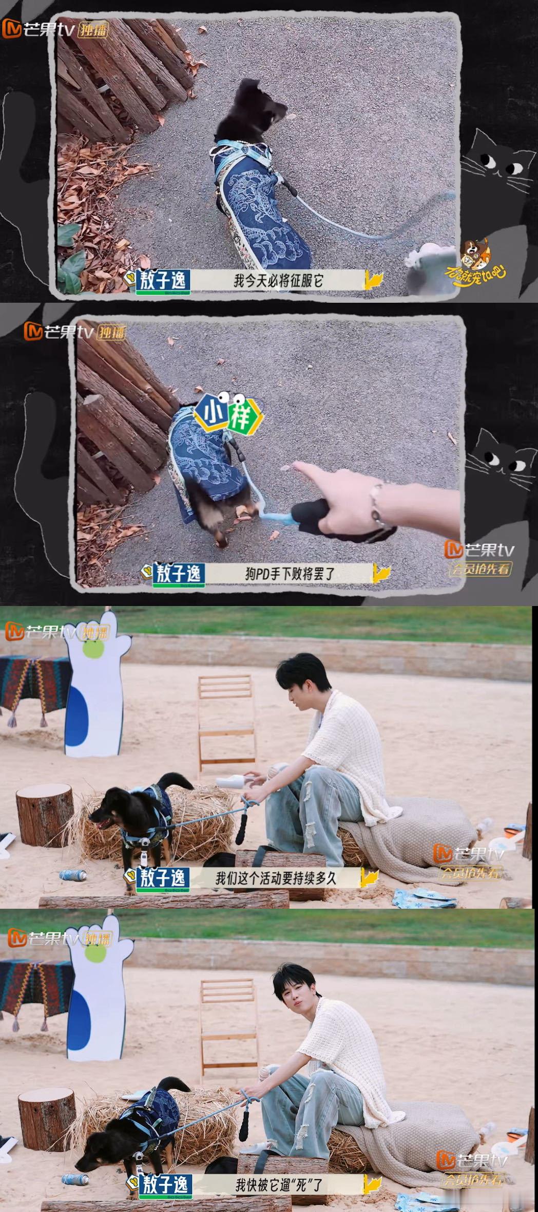 敖子逸没人告诉我遛小狗这么累 敖子逸：没人说小狗会自己疯狂跑路啊！想好好散步却被