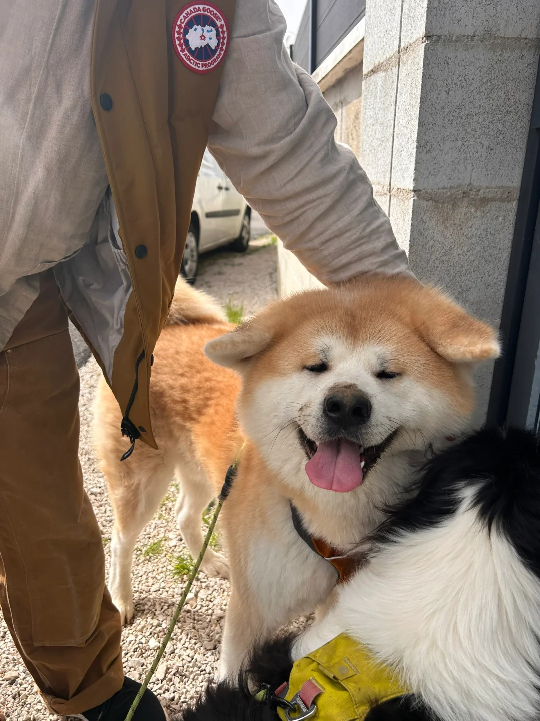 天啊！我家秋田居然笑了！