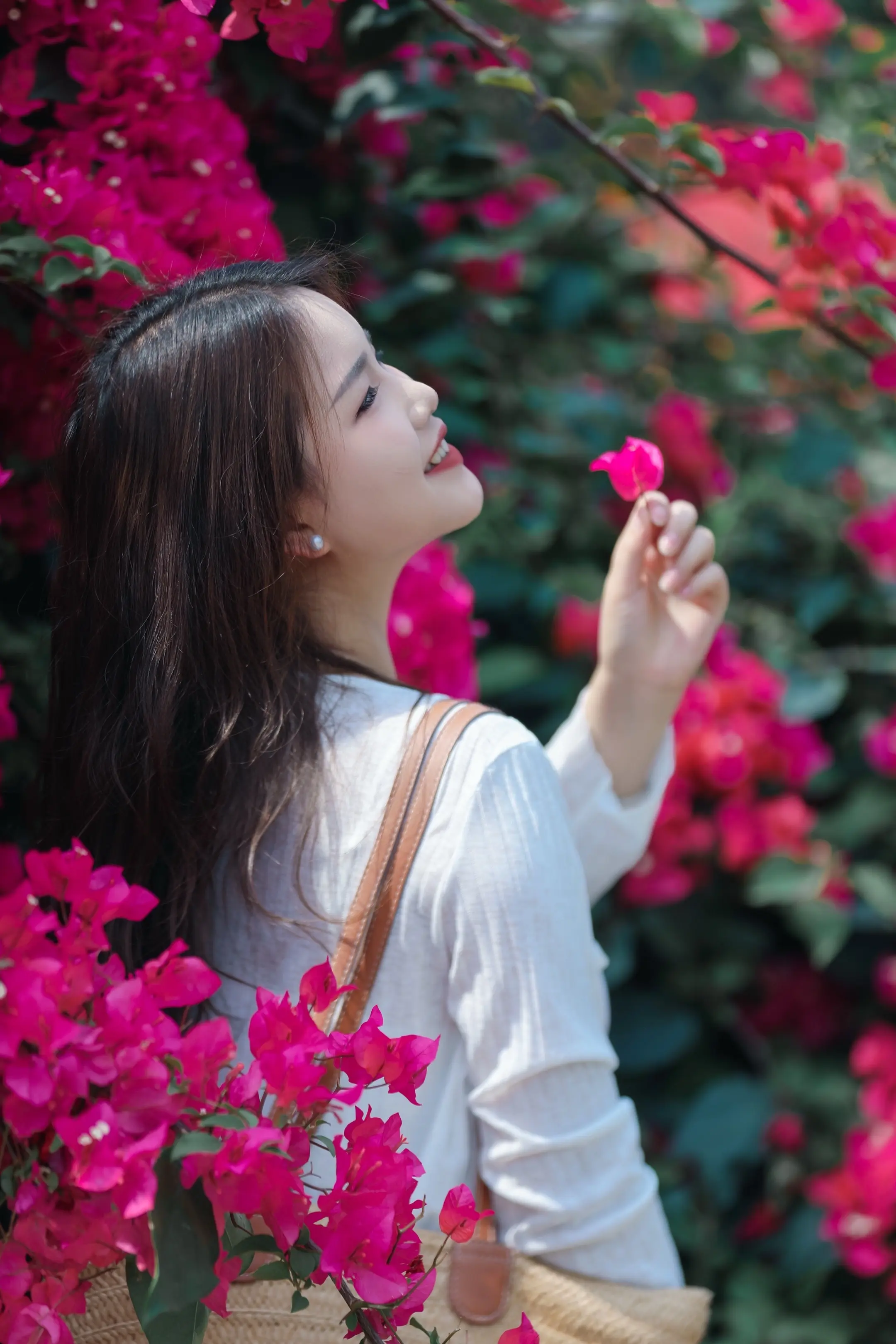 “春日的序章，三角梅以热烈的绽放，诉说无声的诗行。每一朵，都是时光里温...