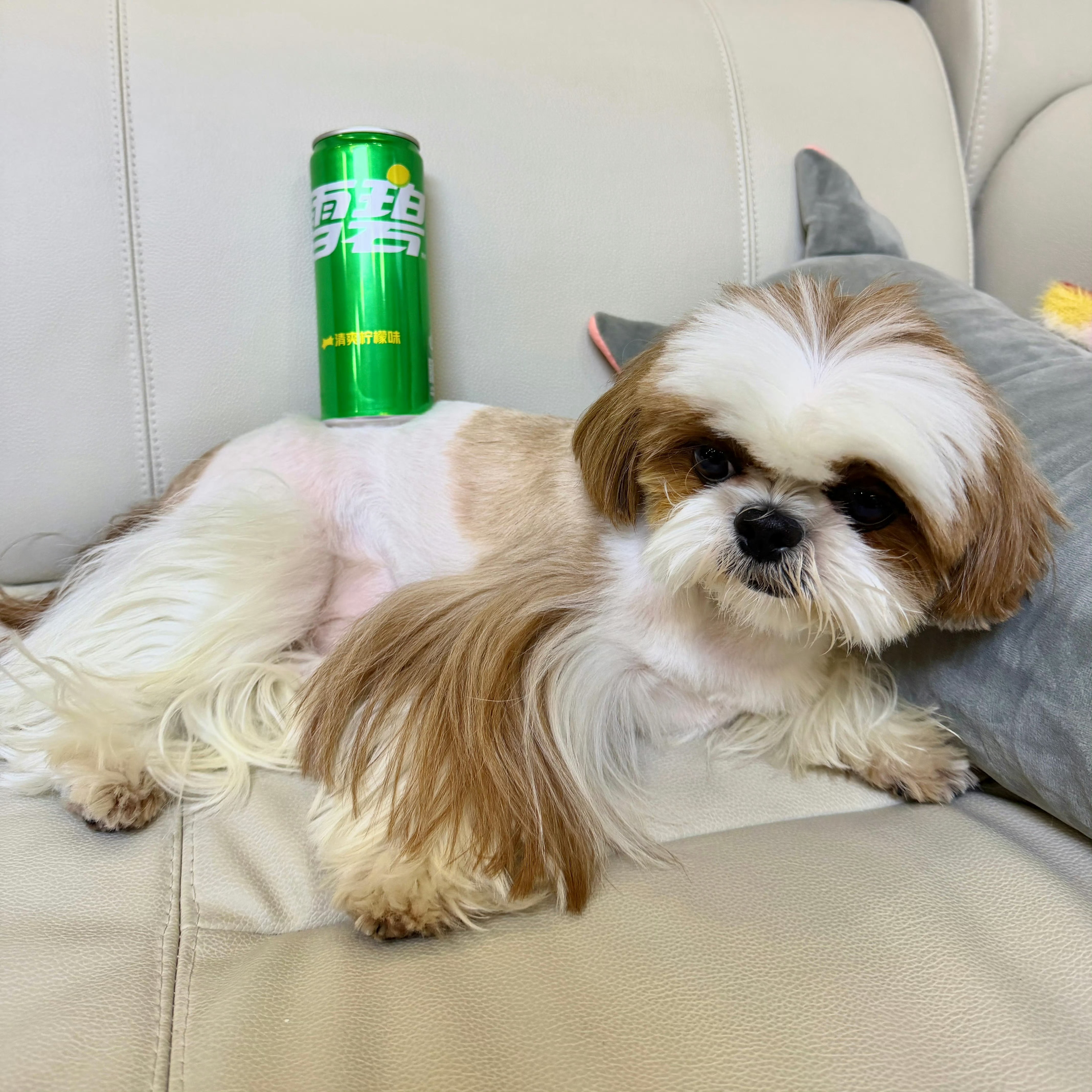 檀小呆的臀部已经翘到可以顶一瓶汽水 