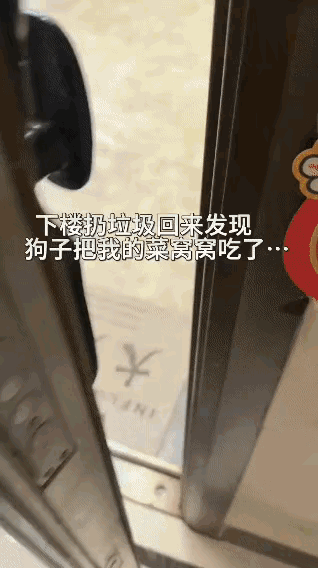 反了天了，我家狗子竟然偷吃……厨房捡来宠物狗 偷蛋的狗 超市偷菜 偷蛋的狗 超市