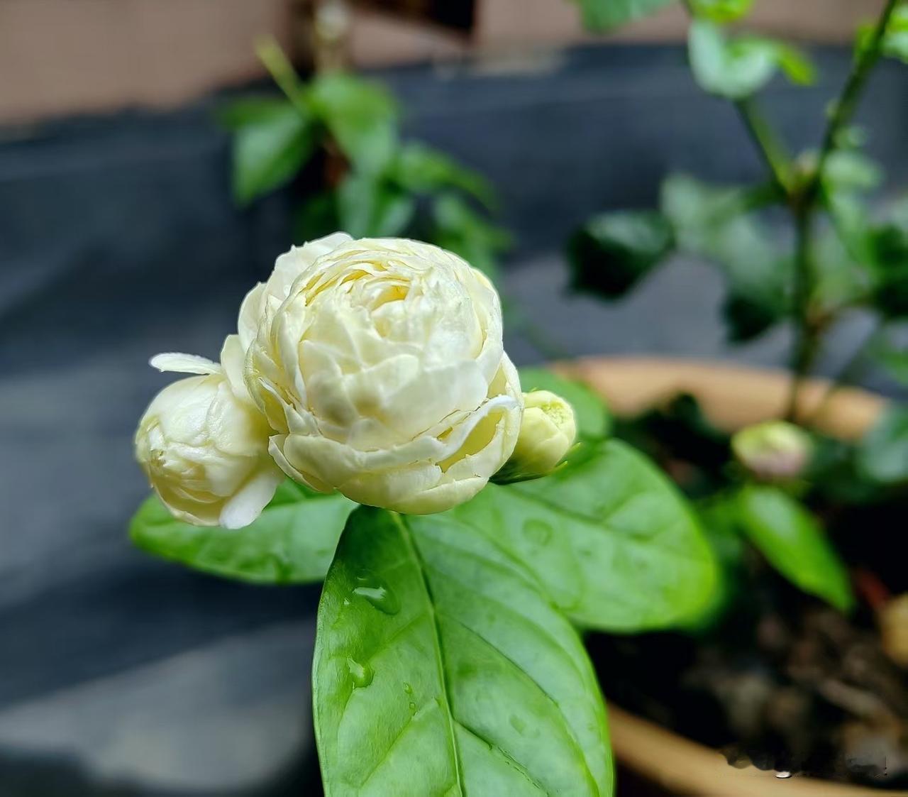 春日里，自家种的茉莉花成了我生活中的小确幸。
茉莉原产印度，西汉时就传入中国，历