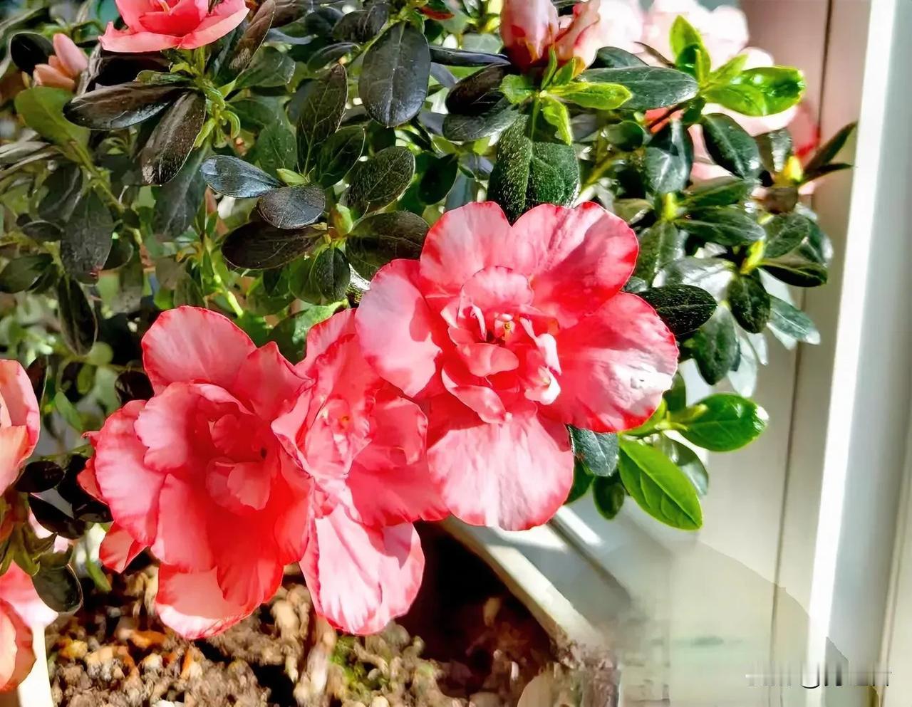家中的杜鹃花开了，一团团、一簇簇的花朵娇艳欲滴，粉得像霞。

杜鹃每一朵都在尽力