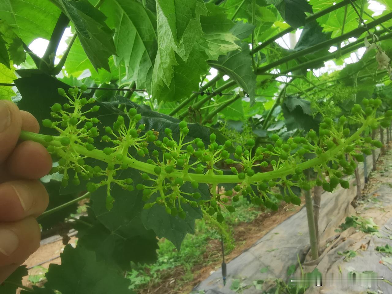阳'葡萄园活儿太多，三十多亩，每天5000元工钱，己经25天了，得持续到6月上旬