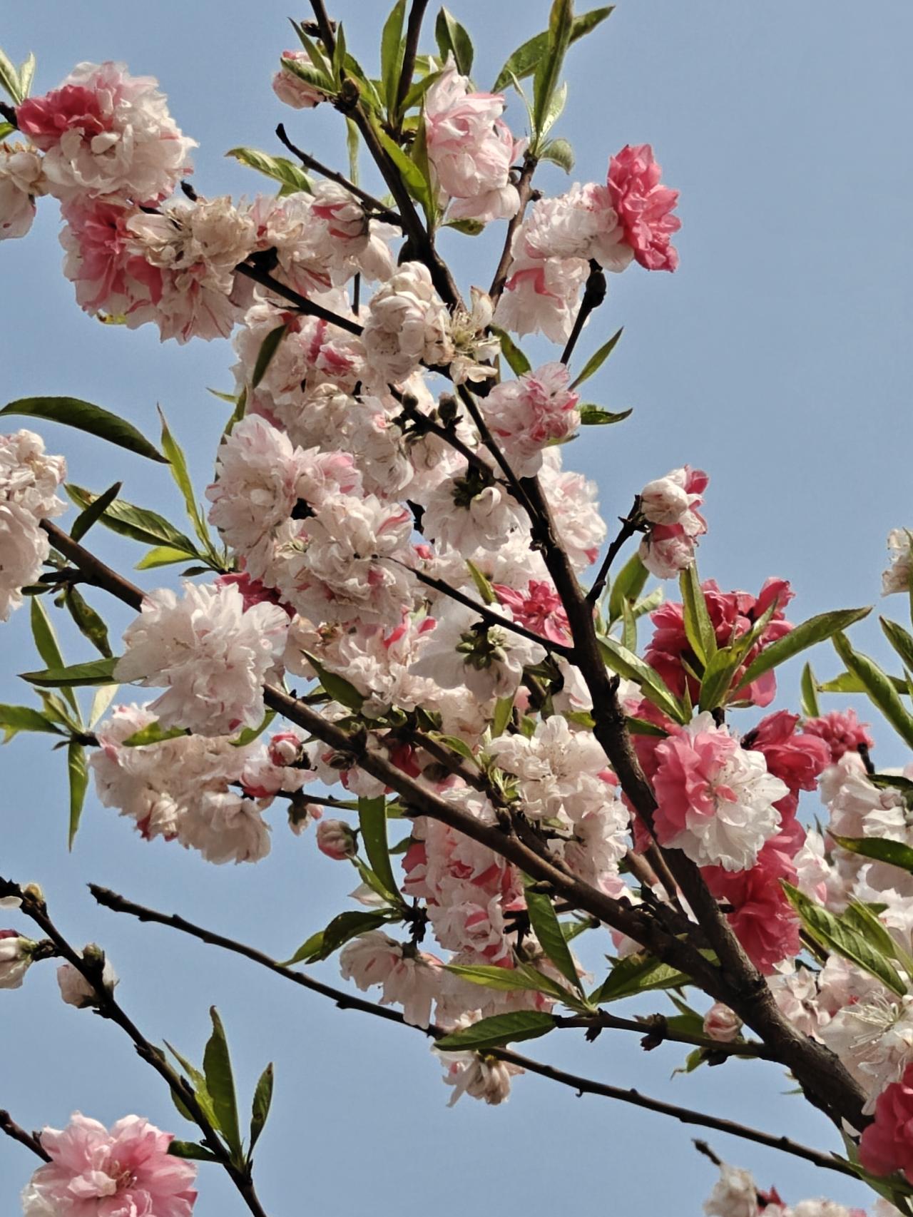 有没有漂亮的花朵图片吗春赏百花
