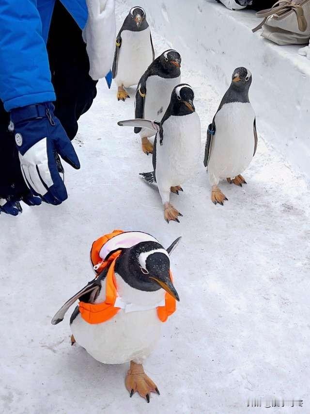 东北大雪逼疯动物园企鹅！集体“越狱”撒欢，饲养员追到鞋飞：这帮祖宗是来回娘家了？