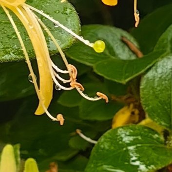 种植 🌹金银花种植技术一、选地与整地金银花对土壤要求不严，但最好选择土层深厚、