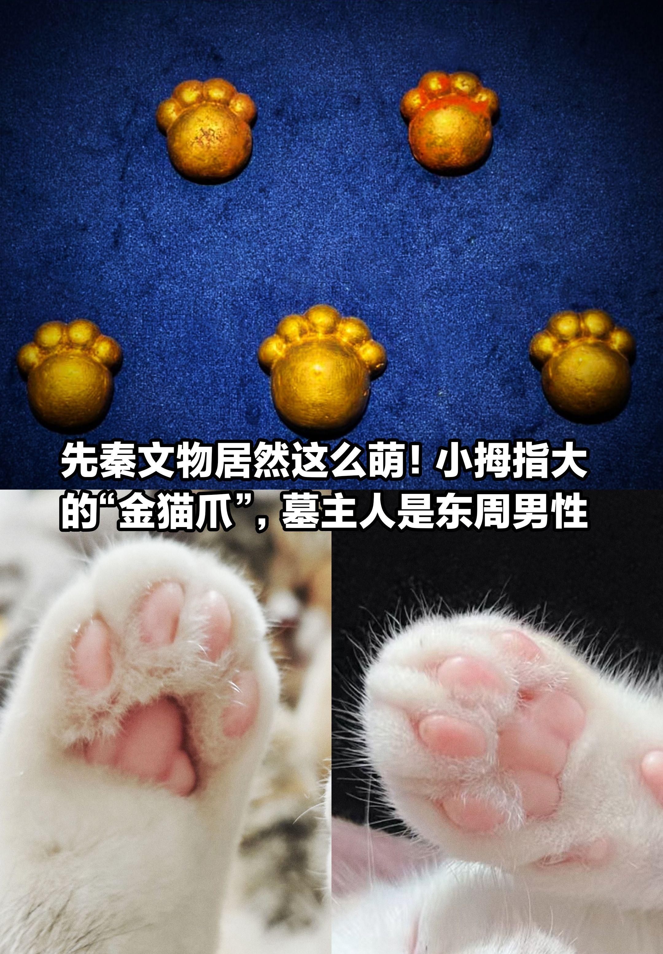 先秦文物竟如此“萌”？小拇指大“金猫瓜”