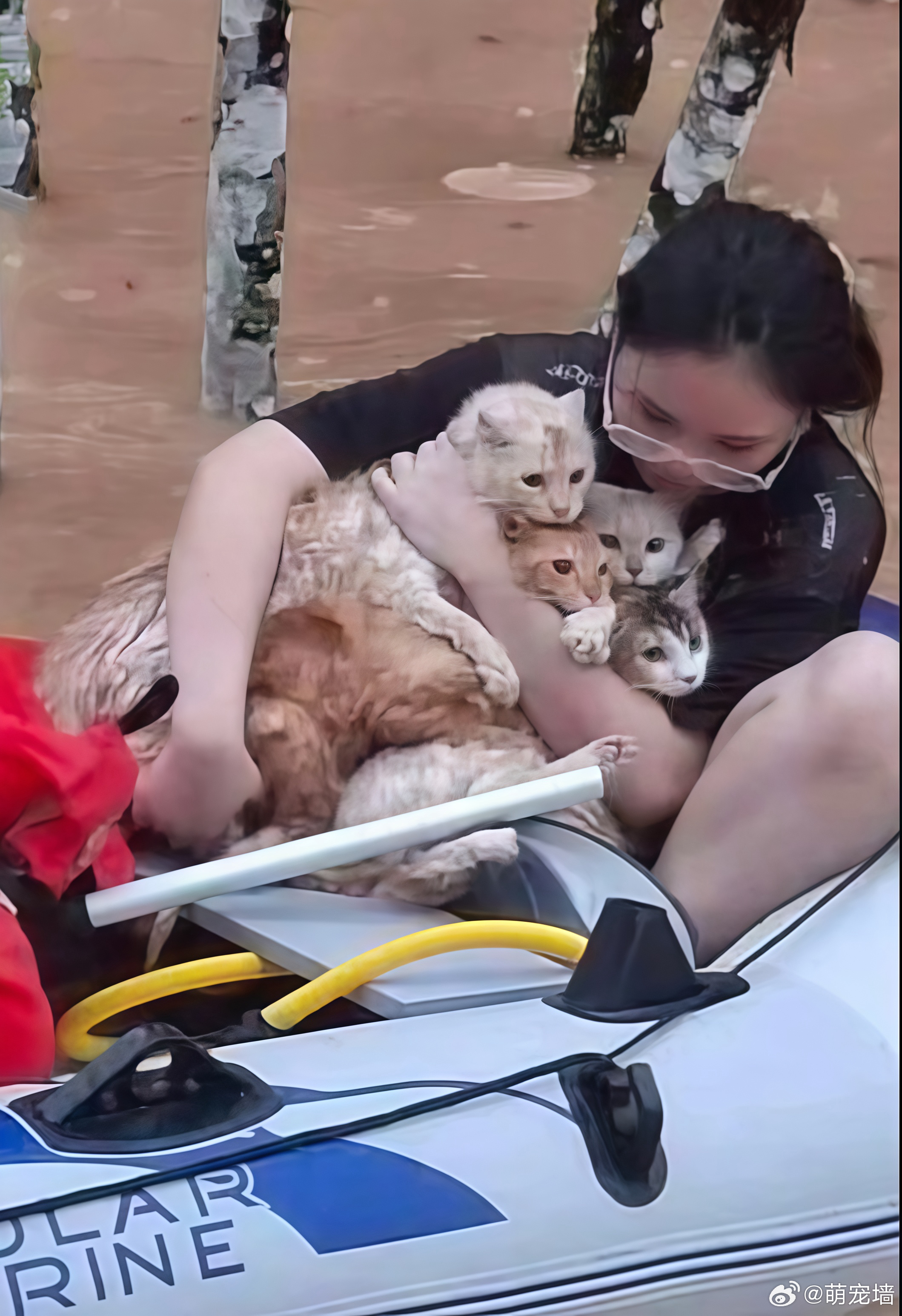 洪水中她把她全部的小猫抱在了怀里 