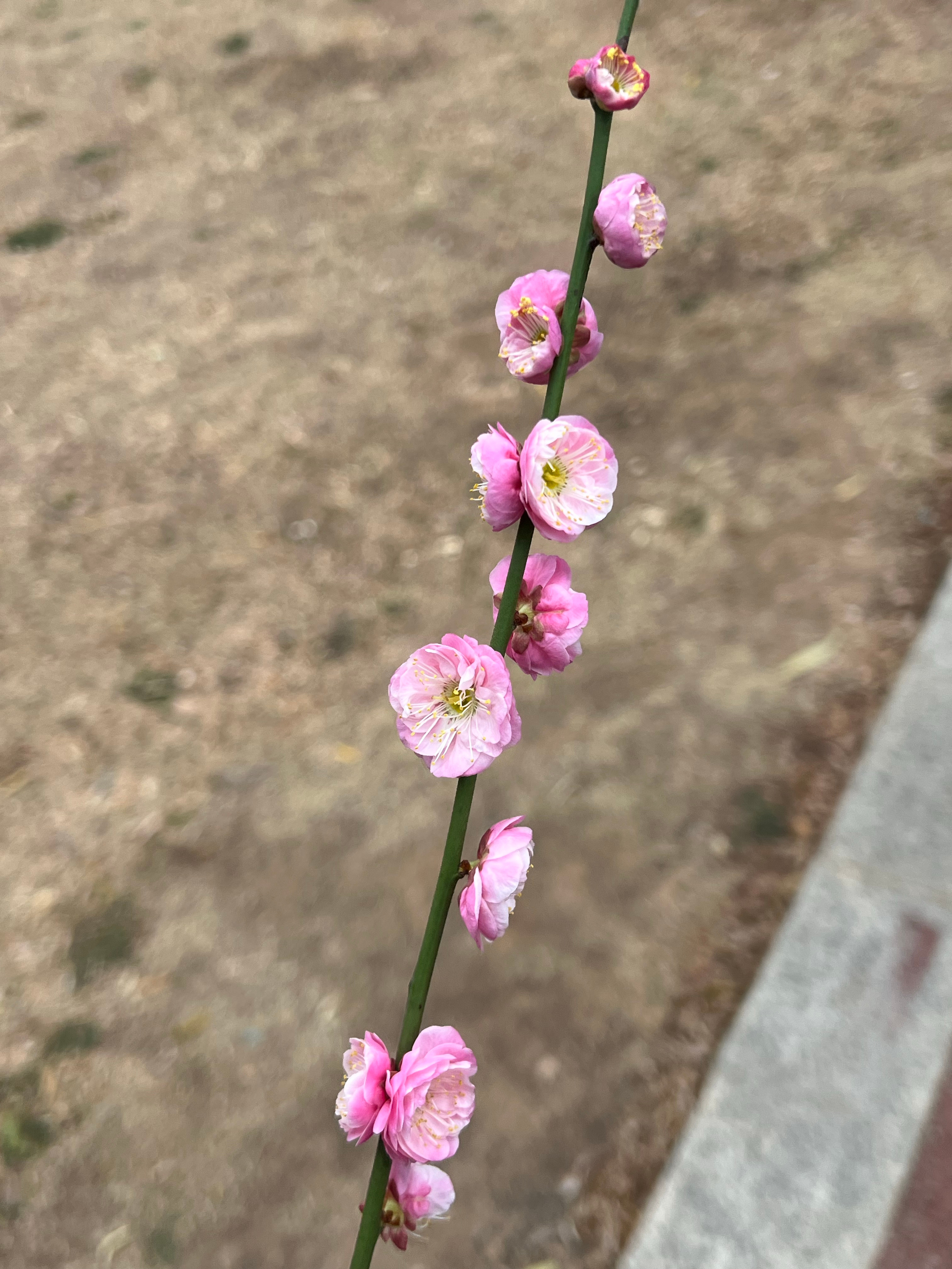 今年的梅花格外香[馋嘴][馋嘴] 