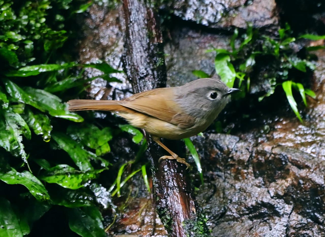今天下午，在从化将军山，拍的灰眶鸟
