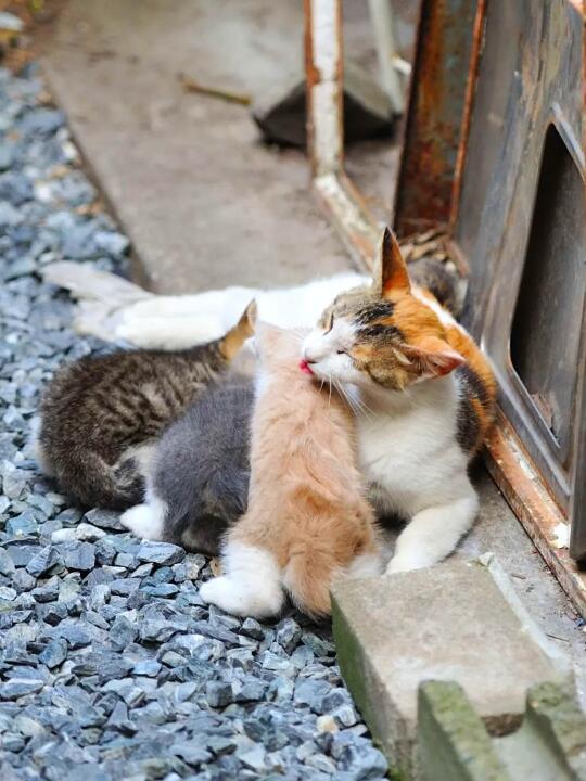 妈在你们就不是流浪猫