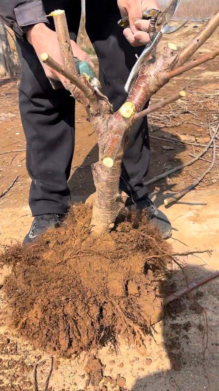 如何修炼美早大樱桃树？
看一下，正规的五到六公分的美早大樱桃树翻剪以后的效果。大