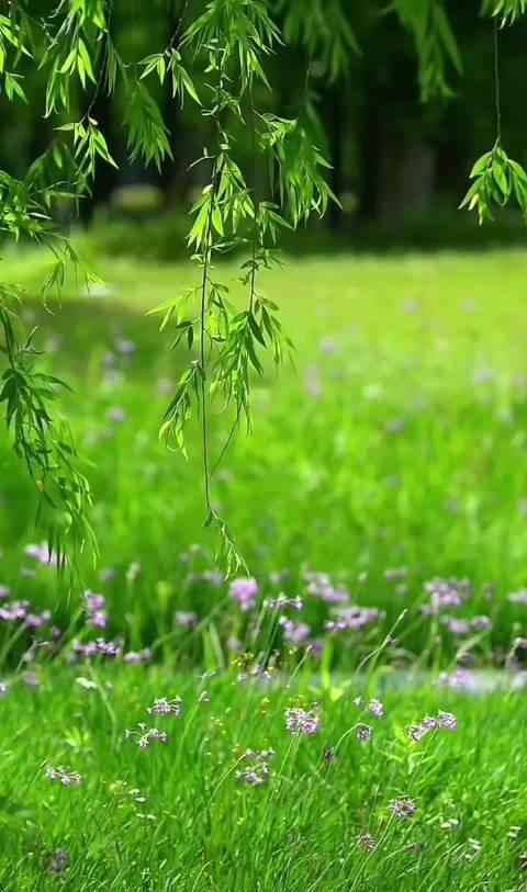 满目青绿，心生安然 ​​​