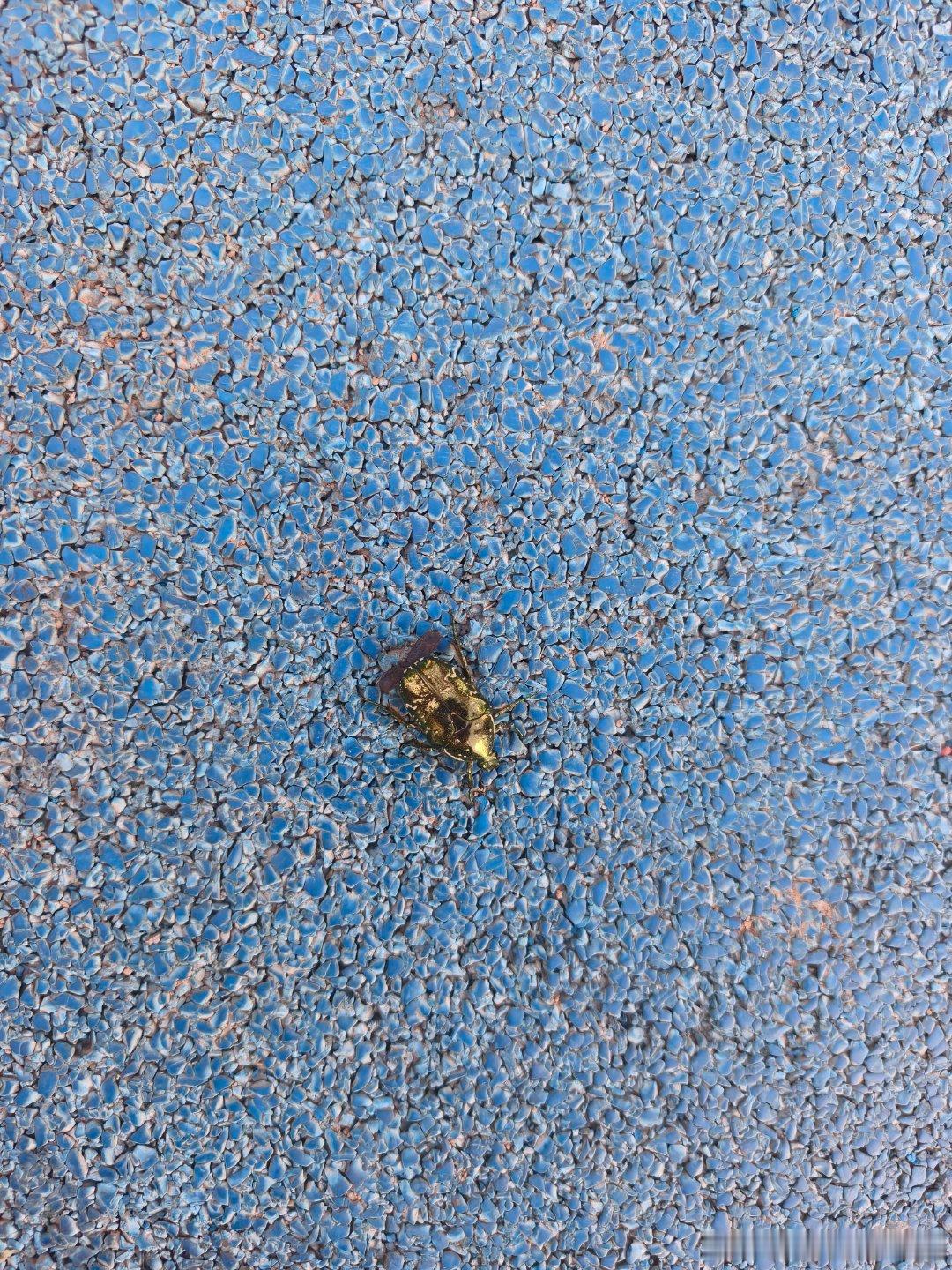 昆虫很漂亮 ​​​