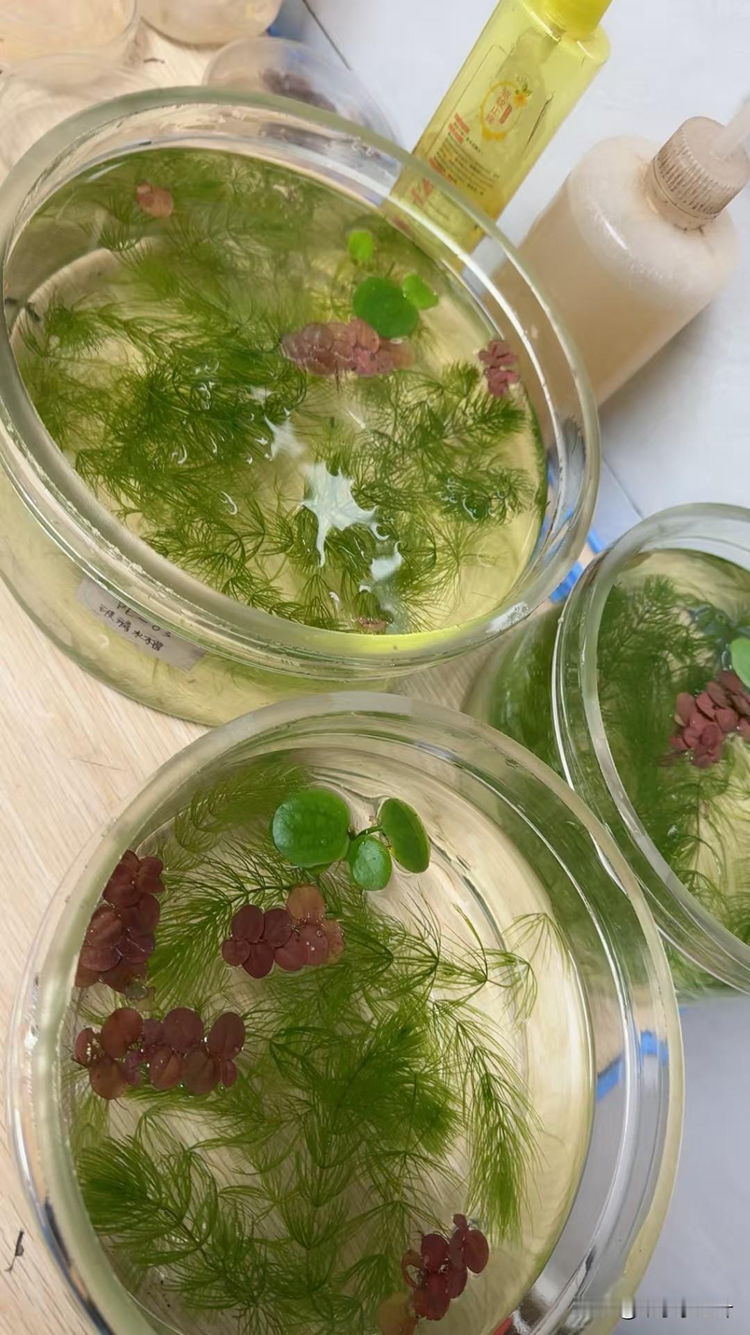 新年养金鱼，万事如意养金鱼