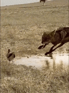 生死一瞬间。