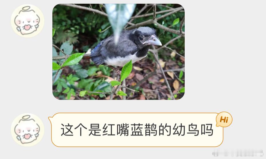#鸟粉投稿# 离巢的【红嘴蓝鹊】宝宝不用管它，父母就在附近  护崽的时候会啄人?
