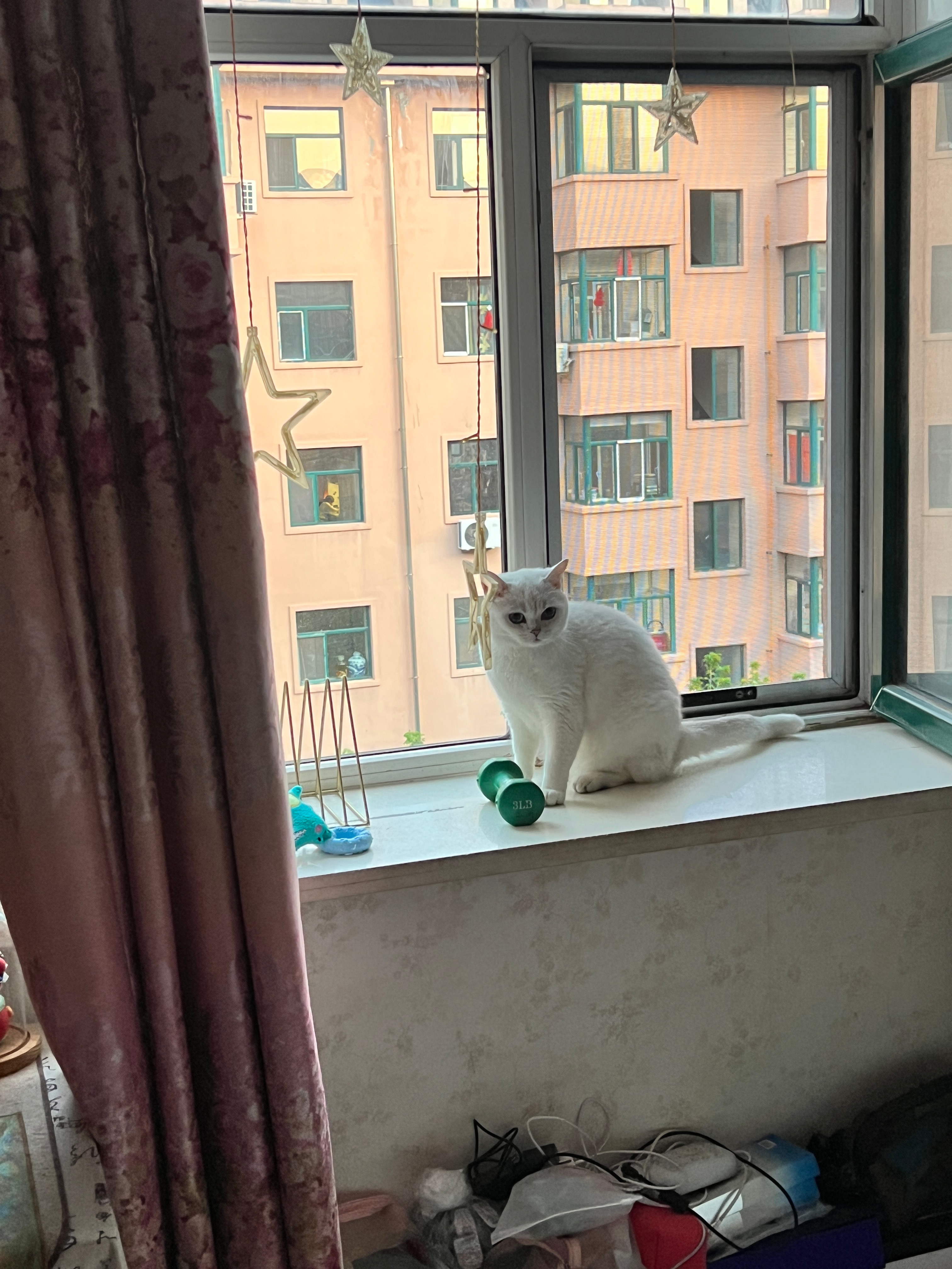 乱尿我也是没招了 养🐱进入瓶颈期了 