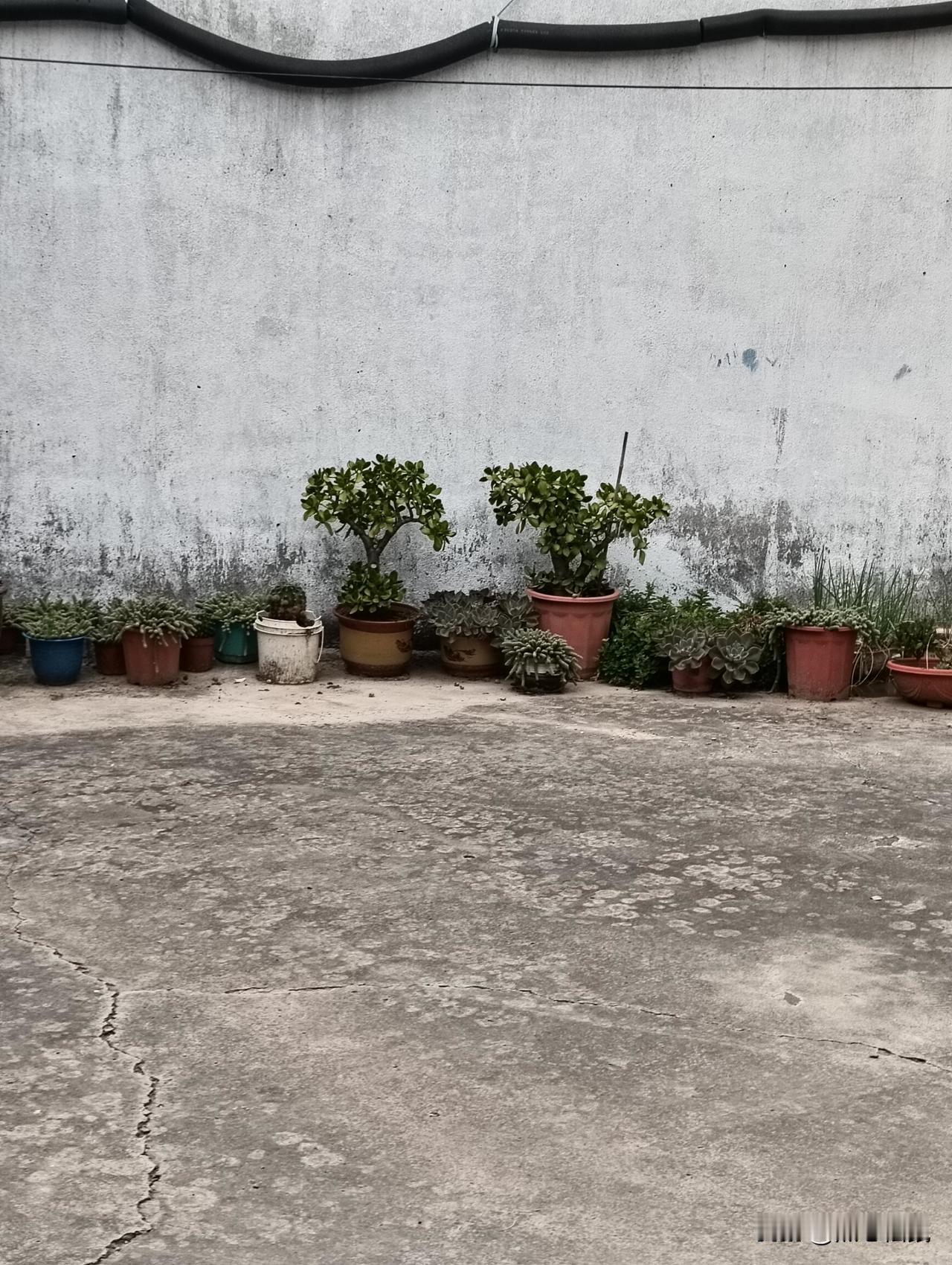 一排绿植靠墙摆放，环境挺清幽。