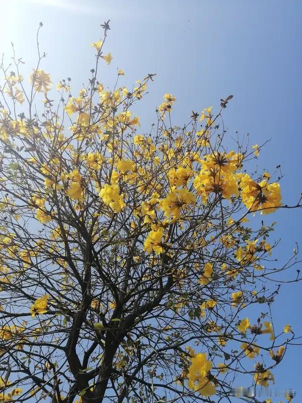 上联“冰天雪地送冬去”，描绘出冬末严寒之景，带着对冬天的告别和对新生的期许。我觉