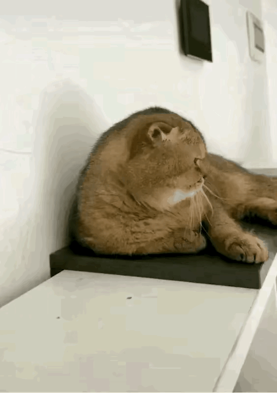 1：铲屎官一天天的到底在干什么呢？连猫咪都看不下去了。
2：该什么样的学校啊，才