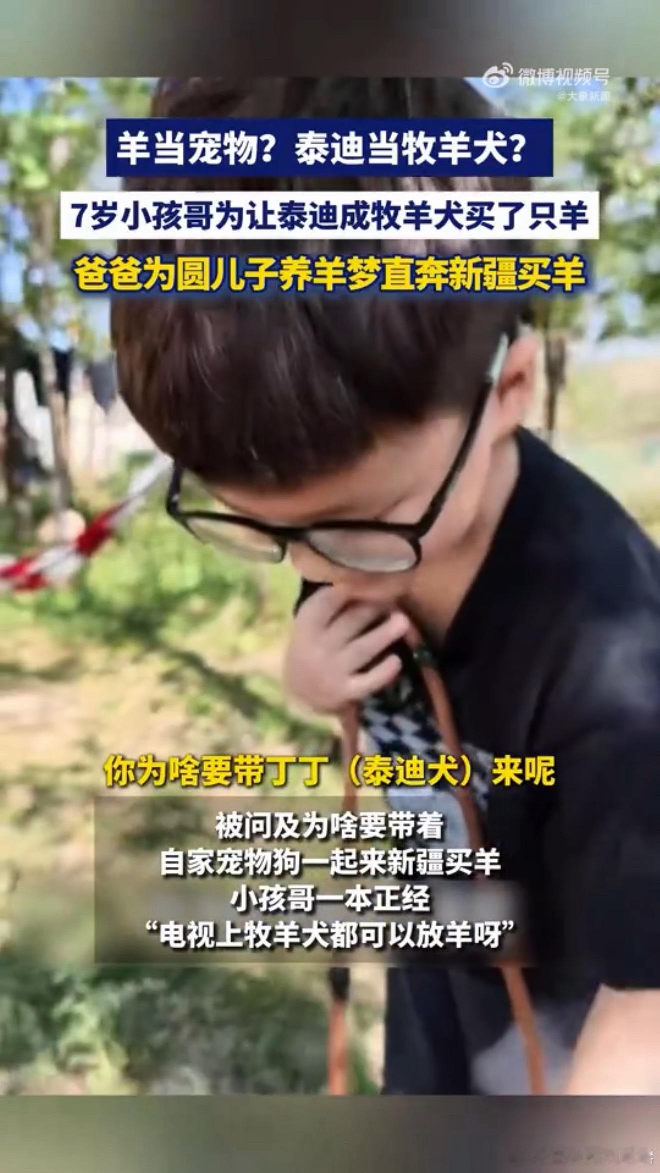 7岁小孩哥为让泰迪成牧羊犬买了只羊这事儿最打动我的，是爸爸把儿子的“异想天开”当