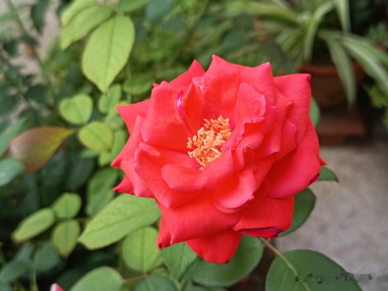 我住在一个普通县城的庭院里，这里十分安静。今年，我在院子里种了十几样常见花卉，平