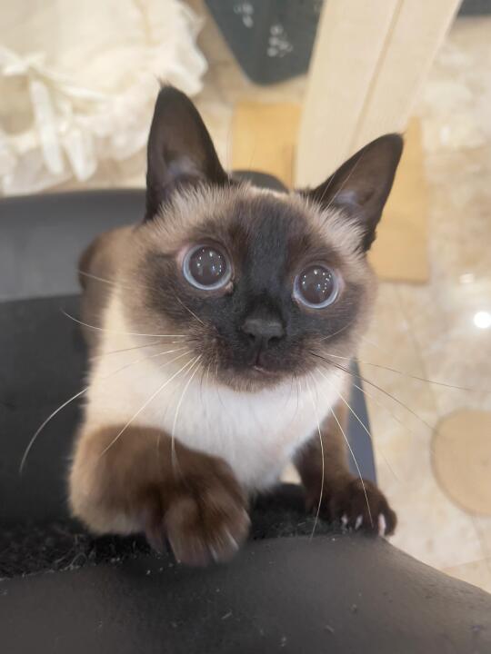 泥嚎，认识一下，我是小猫
