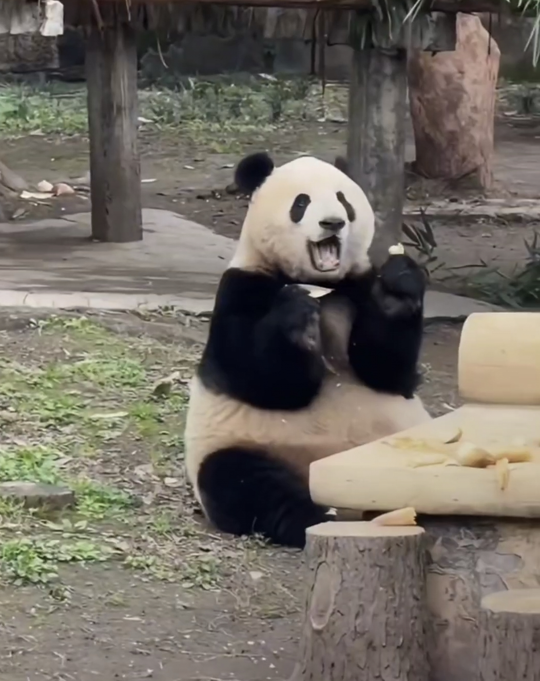 妞妞真的几个孩子的妈妈了，还像个宝宝。🐼 