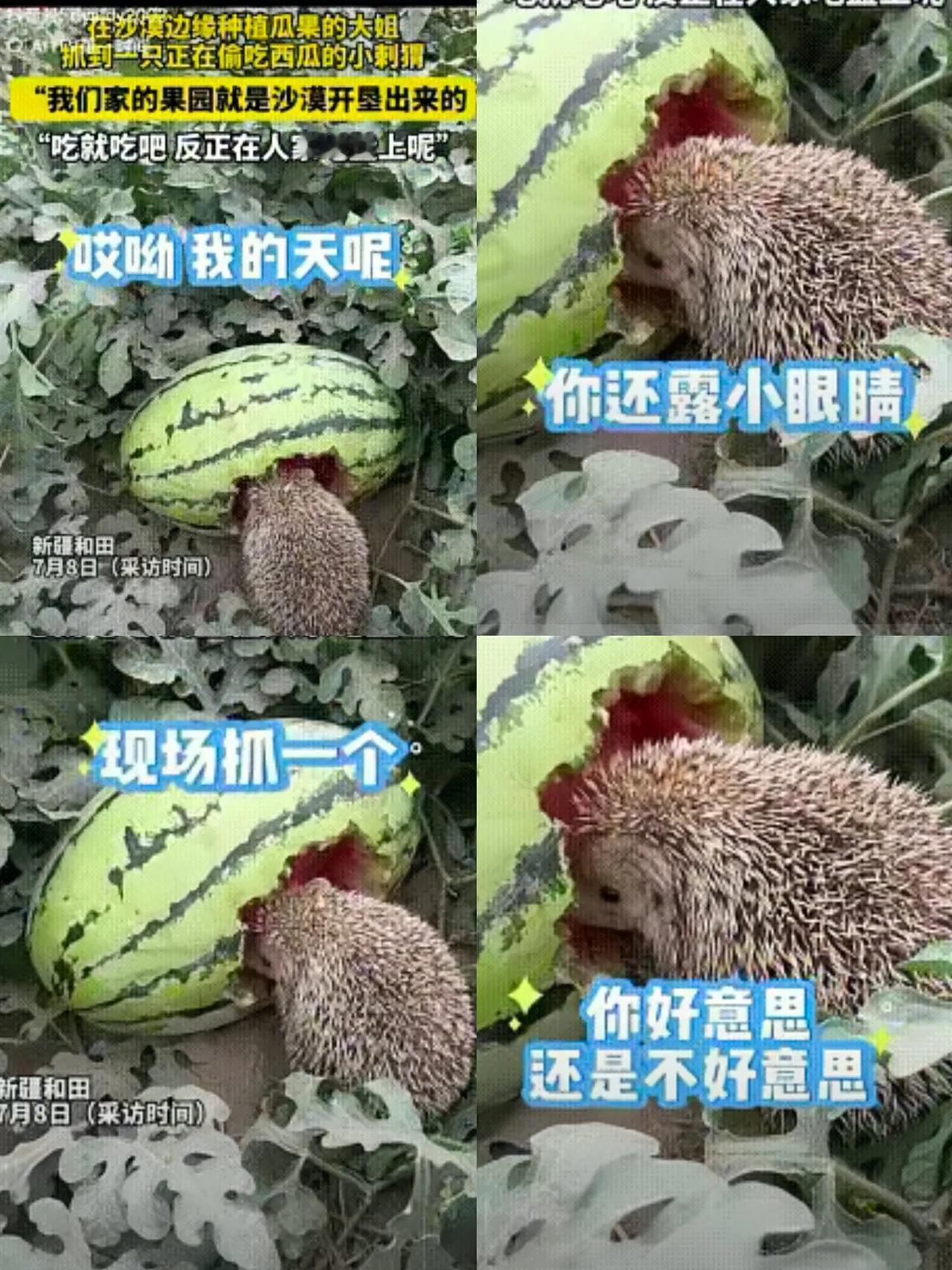 “活该发财！”女子发现一只刺猬在吃自家种的西瓜，没有赶走，反而任其啃食，其原因竟