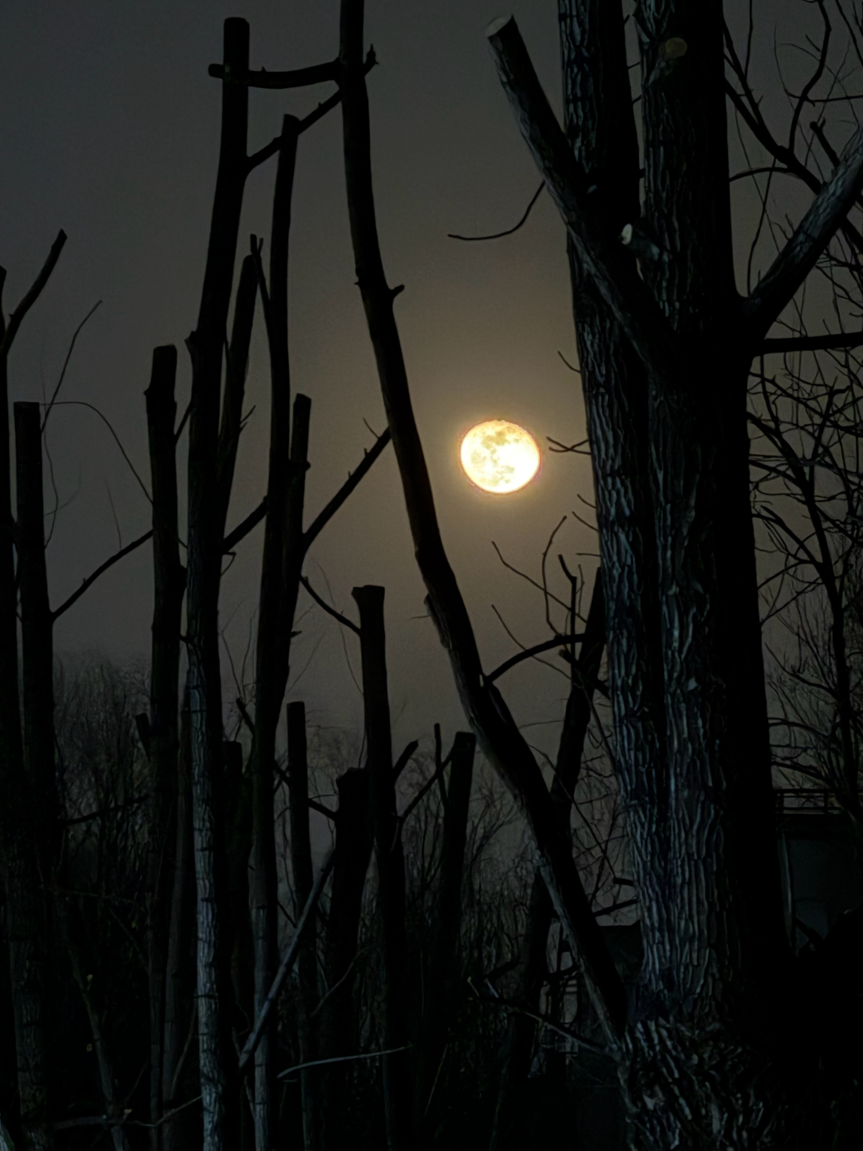 乙巳之冬，腊月既望。寒气未尽，春候方立。 