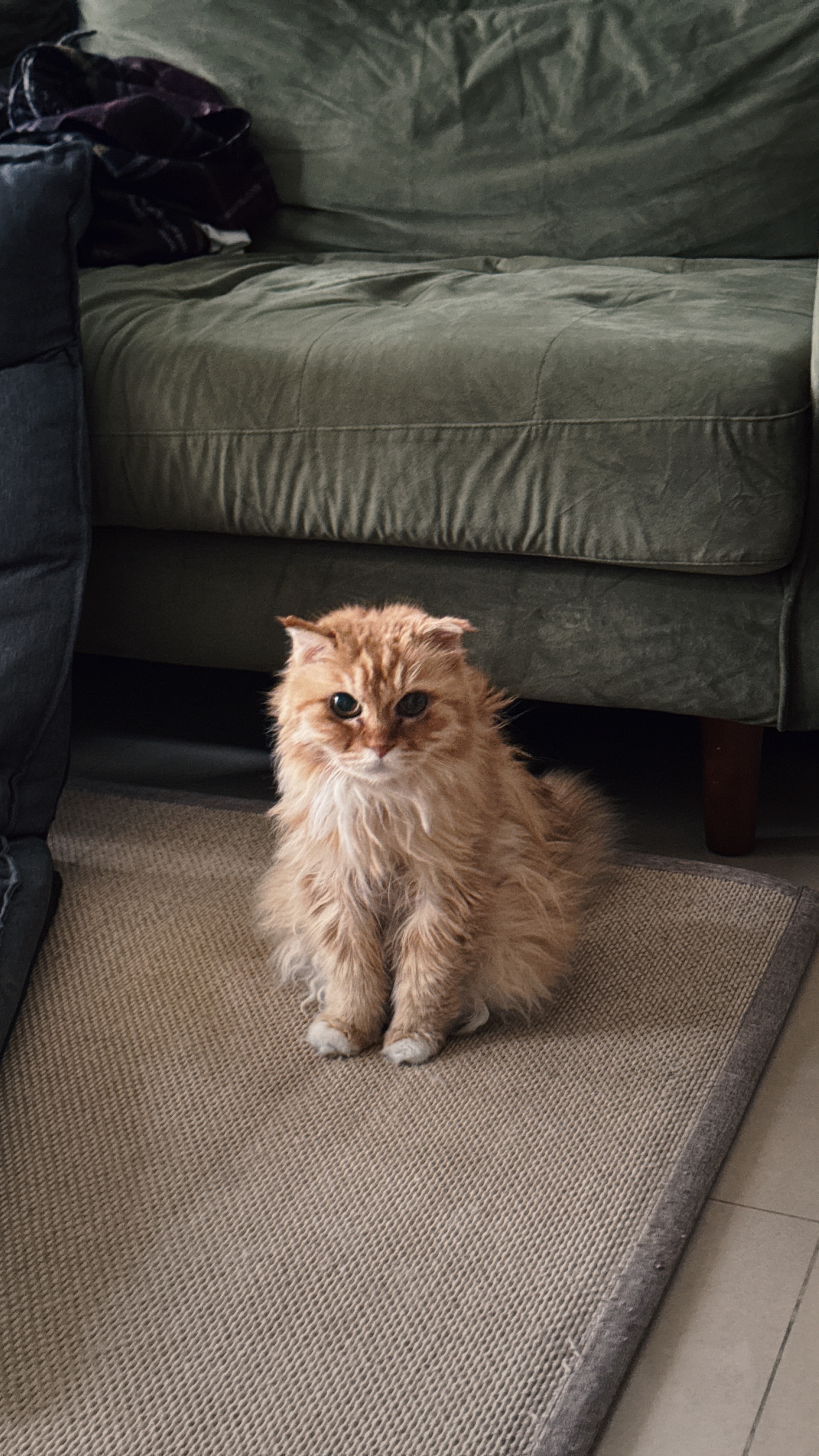 后来我抓起旁边的拖鞋猛烈击打自己头部，终于成功吸引到咕宝宝的注意力完成了这次拍摄