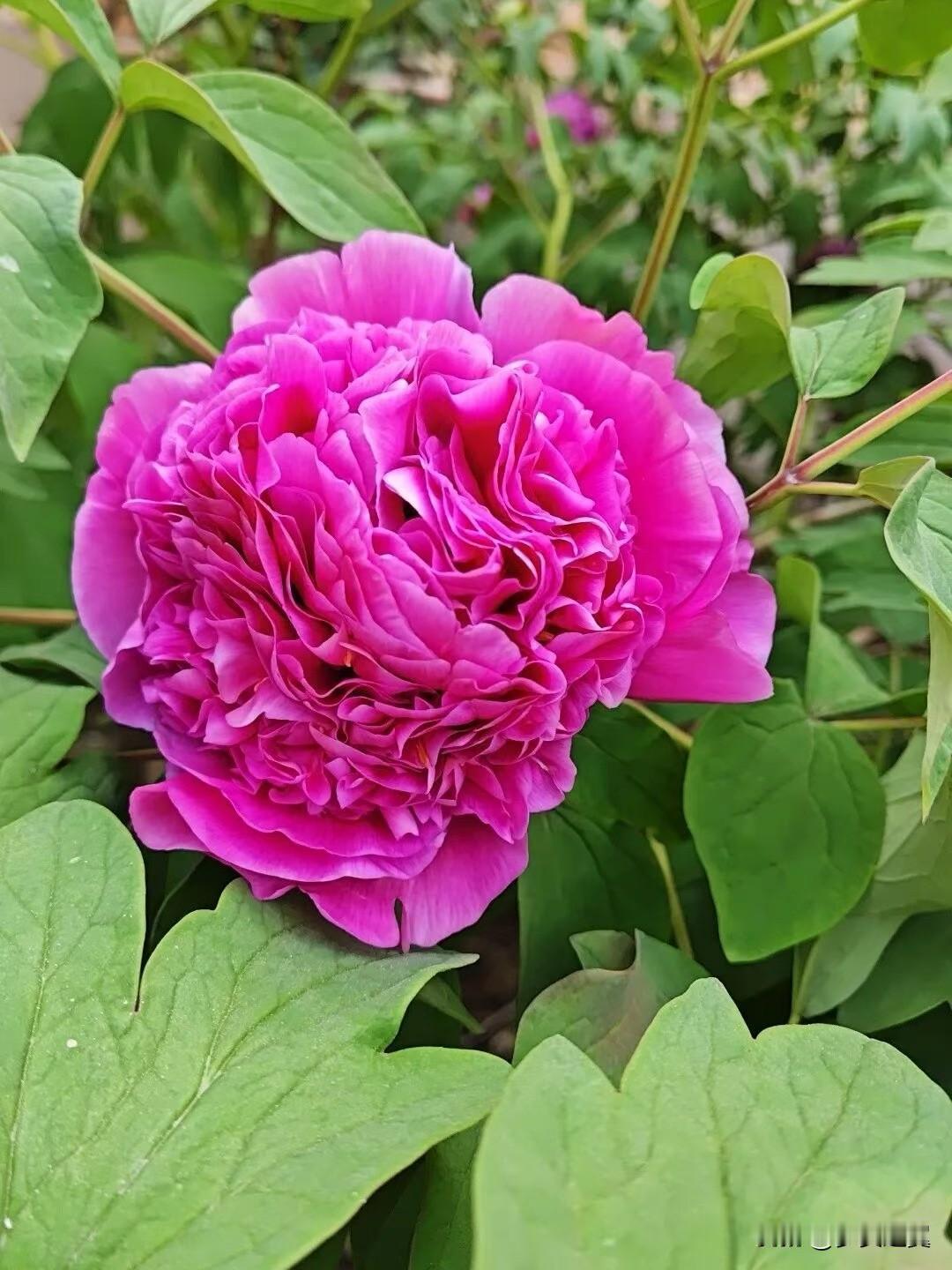 【小对联】
上：……？
下：政治家。