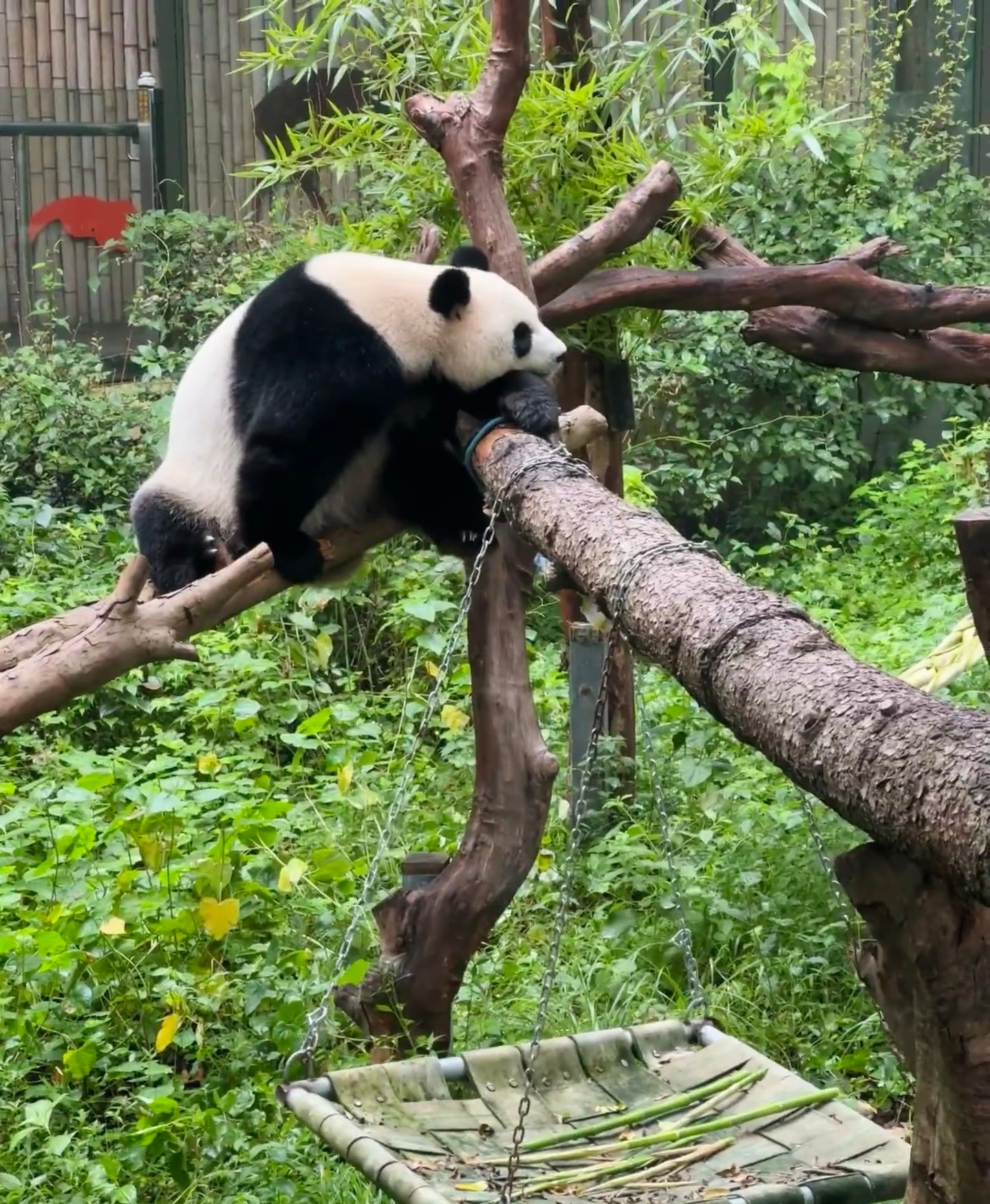 Zooooo day！宝宝见大熊猫的快乐日子🐼我家宝宝不管是在上海还是在南京，