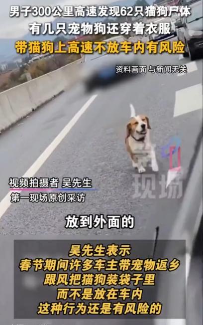 太痛心了！四川乐山，男子驱车300公里，竟在高速路上发现62具猫狗尸体，有的还穿