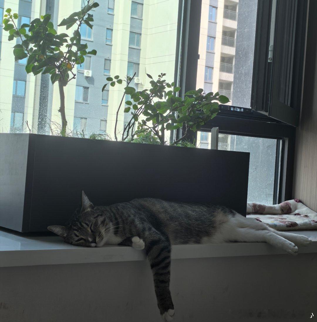 世界第一可爱小咪宝