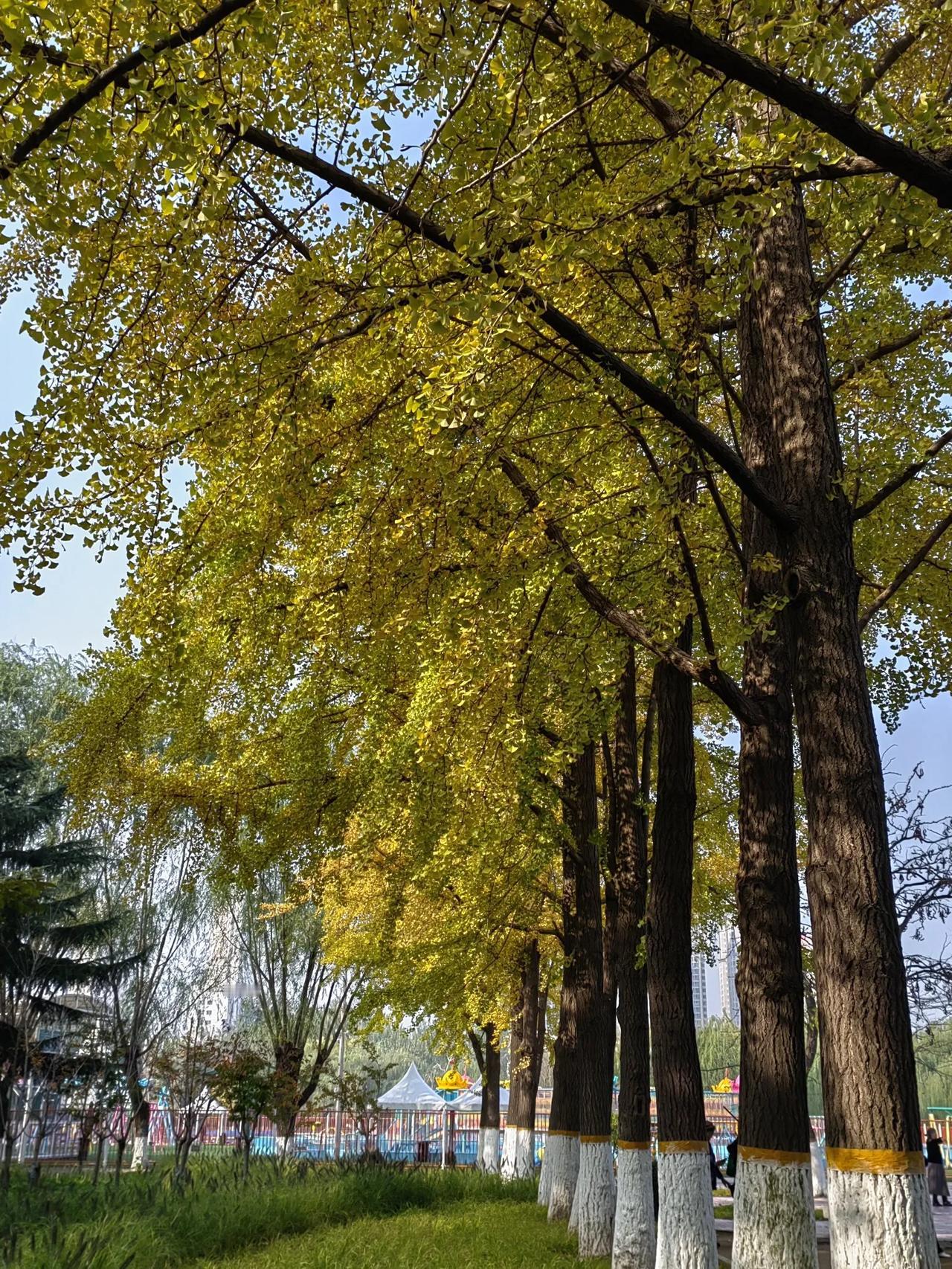 银杏是一种落叶乔木，据说最早的银杏树出现在几亿年前。约50万年前，因第四季冰川活