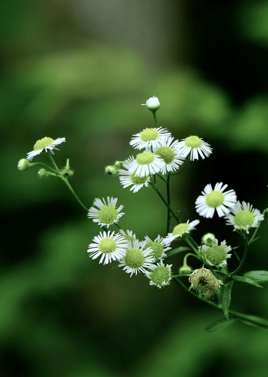 白花细蕊映绿荫，一年蓬开自安然，不争春色，却把清欢写满山野。