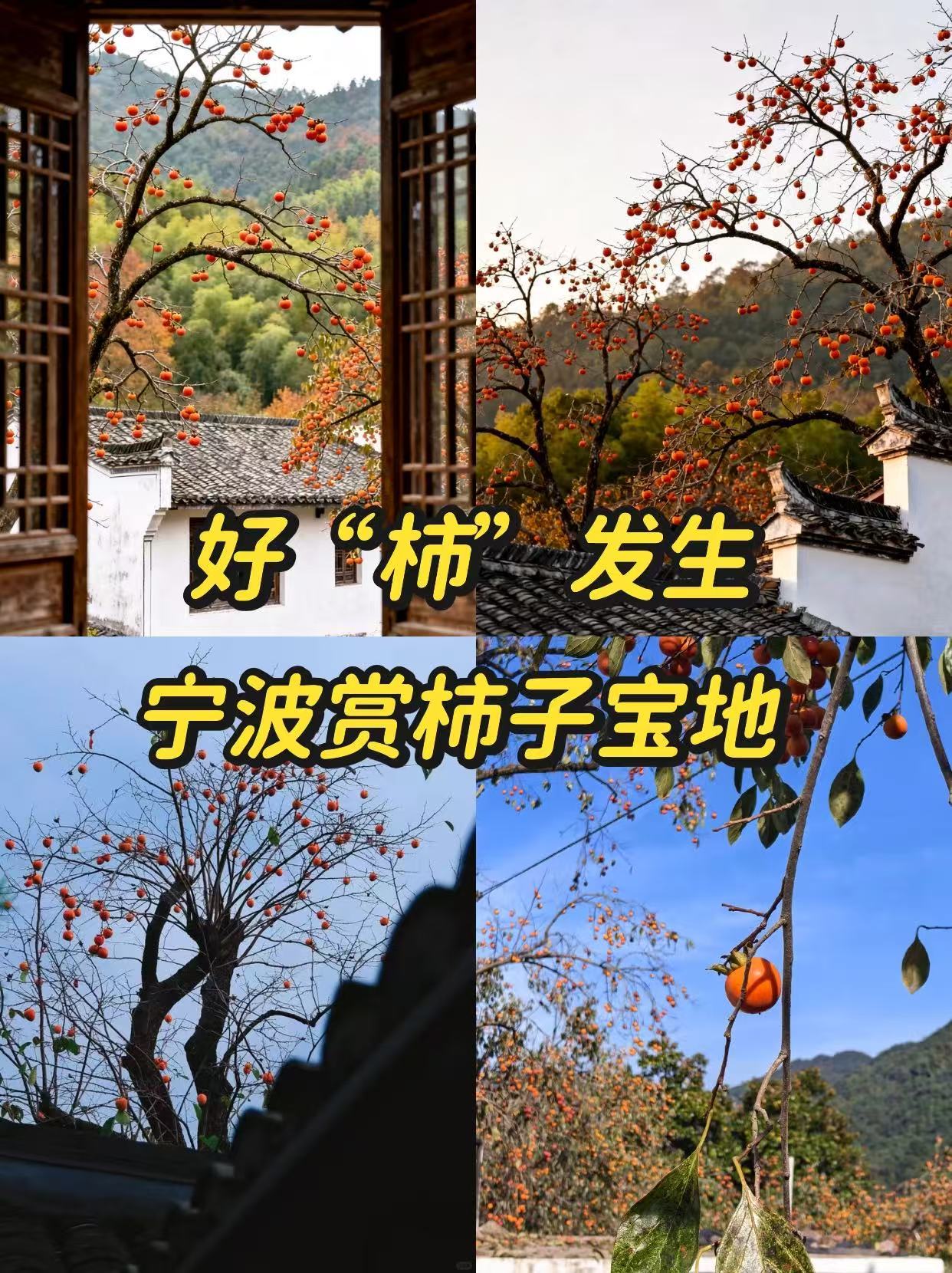 宁波8个限定秋景奔赴一场好柿 宁波限定秋景‼️奔赴一场好“柿”🍅一起晒秋秋意浓