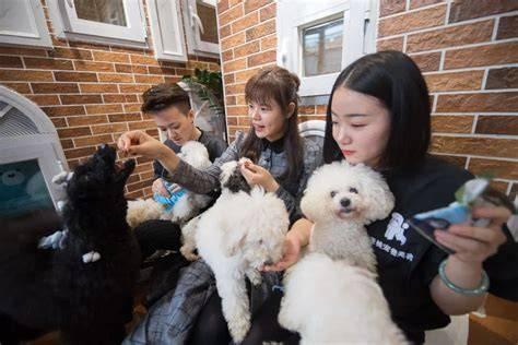 年轻人为何敢把家门钥匙交给陌生人喂宠物？

几百万城市年轻人正在做一件看似疯狂的