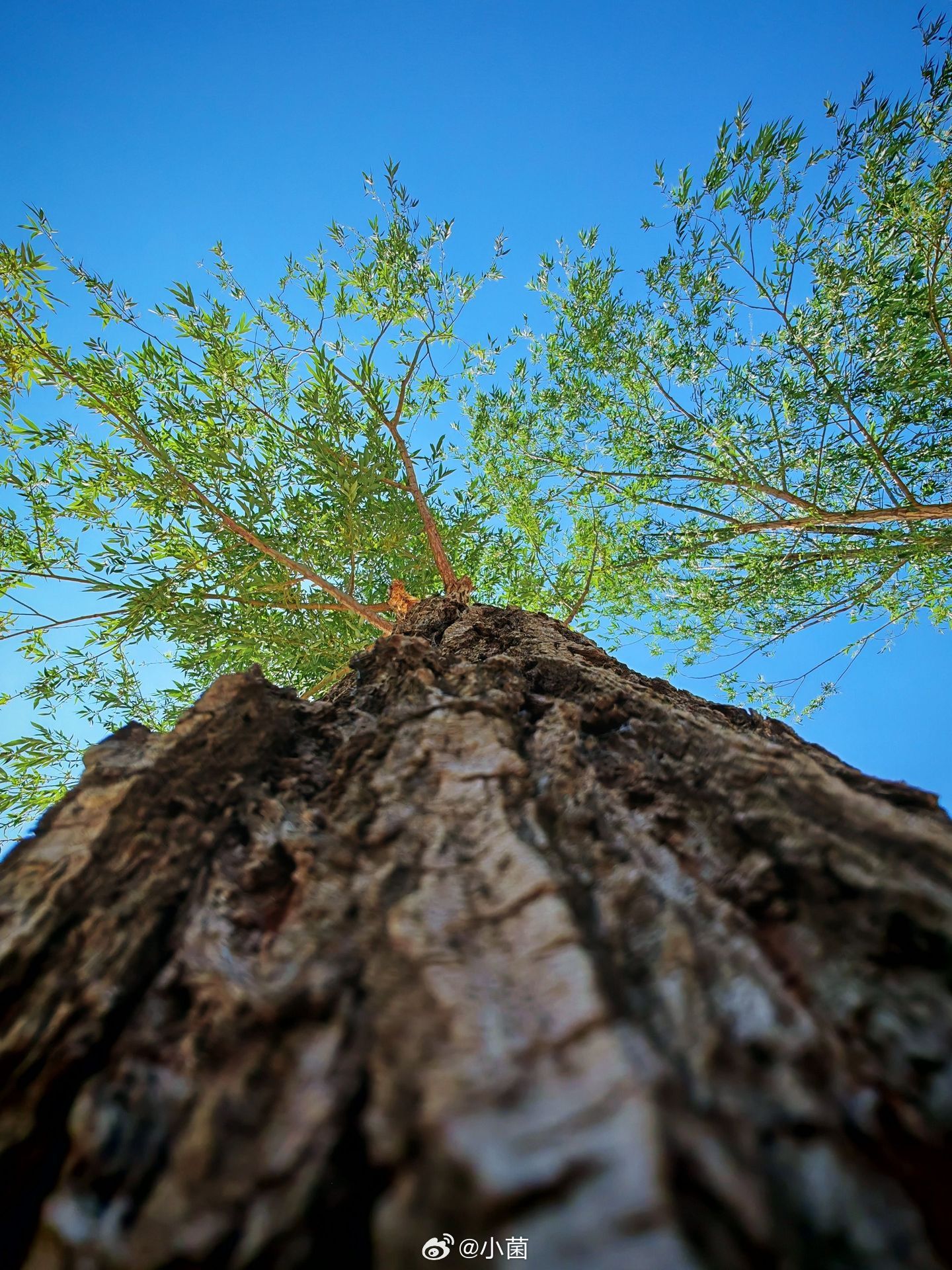 小菌 抬头看树，原来天空才是最美的画布 沈阳·丁香湖公园