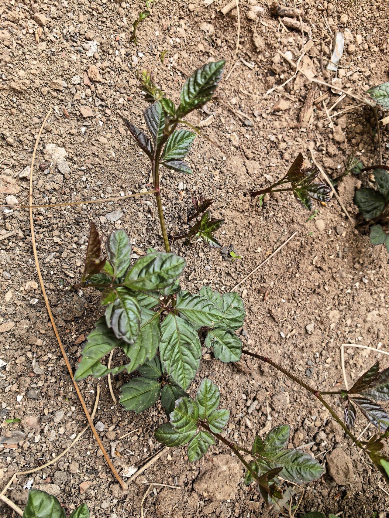 这到底是啥呀？院子里长的，不知道咋出来的。