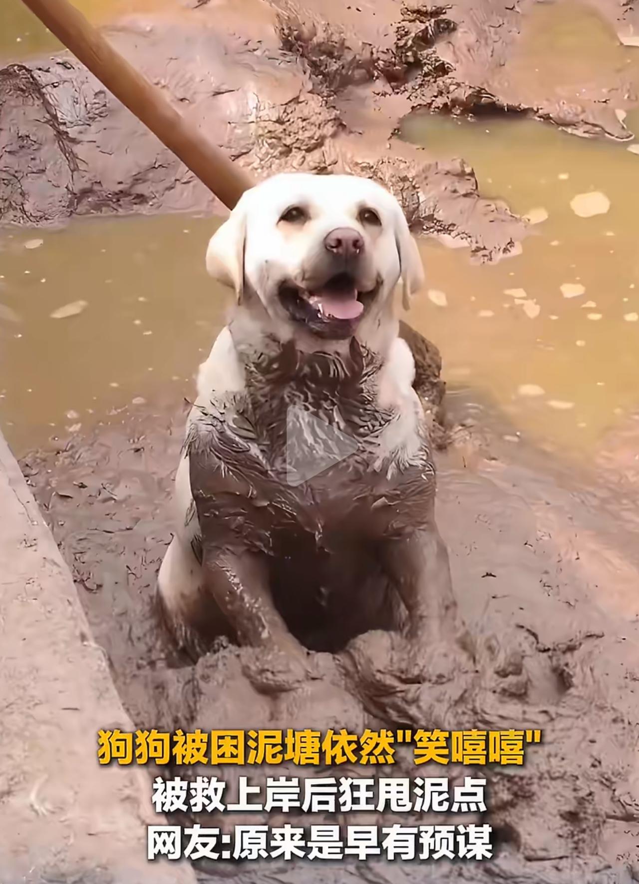 2月15日四川村里，这只狗狗掉进亲戚家旁的泥塘，主人和邻居找了好久才发现它￼￼￼