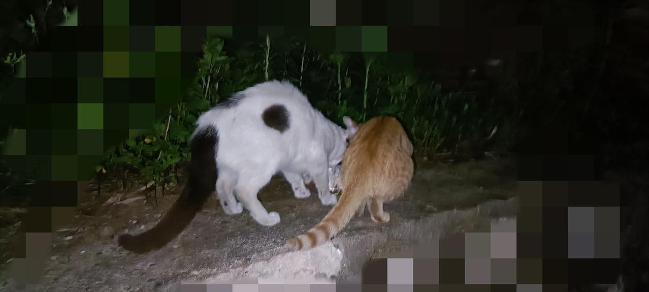 每到夏季出门喂猫都很痛苦，因为我要穿长袖长裤和运动鞋防止蚊虫叮咬，一路投喂过去衣