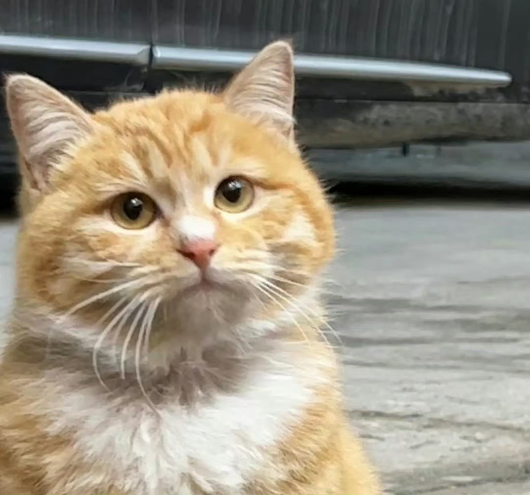 猫咪好像不开心☹️ 